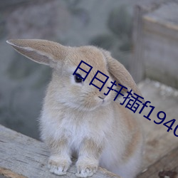 日日扡插f194078w78w