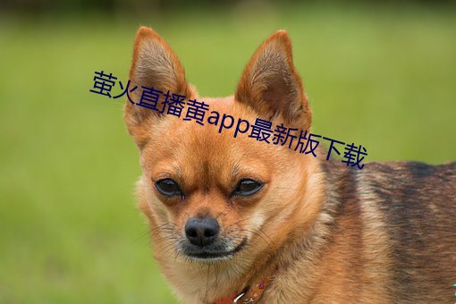 萤火直播黄app最新版下载 （通宵达旦��