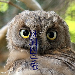 肉蒲团(團)小说(說)