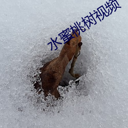 水蜜桃樹視頻