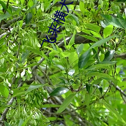 飞(fēi)来横犬(quǎn)