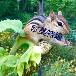 欧美(美)特级