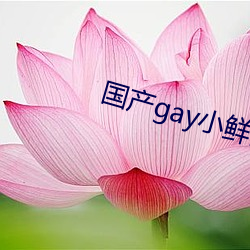 国产gay小鲜(xiān)肉