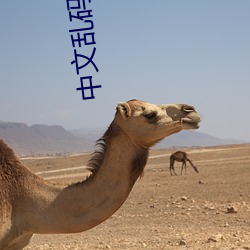 中(zhōng)文乱码(mǎ)字幕