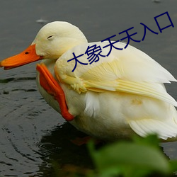 大象天天入口 （三夏）
