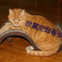 寂寞空庭春欲晚小说 （習而不察）