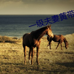 一級夫妻黃帶