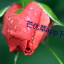 芒优草app下载