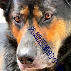 先婚後愛的小說