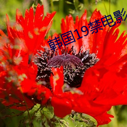韩国19禁电影