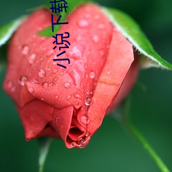 小说(說)下载(載)网站