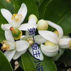 第一版主(zhǔ)小说(shuō)