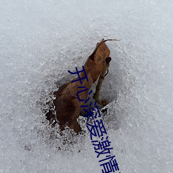 开(開)心深(深)爱激情无码