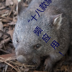 “十八款禁用雏鸟视频”:专为保护未成年人设计的视频应用!