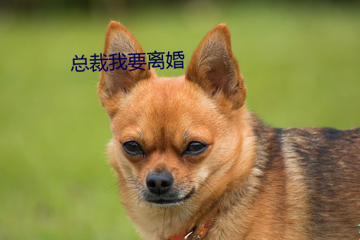 总裁我要离婚