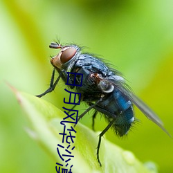 日月风华沙漠