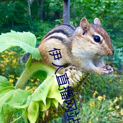 伊人直播网站 花枪）