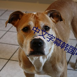 中(zhōng)文(wén)字幕韩国电影