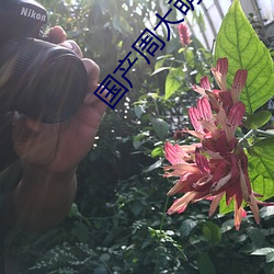 国产周大萌大奶视频