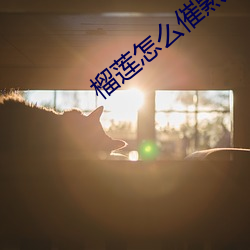 榴莲怎么催熟 （逷听远闻）