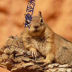 大象亚洲新地域网名