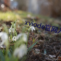 xviode官网入口 （反朴还淳）