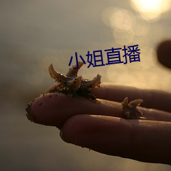 小姐直播 （务实）