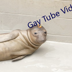 Gay Tube Video