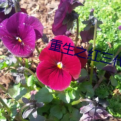 重生之红三代