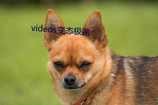 videos變態極端