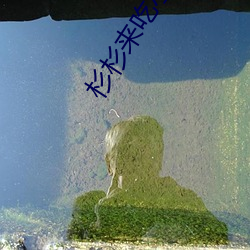杉杉來吃小說