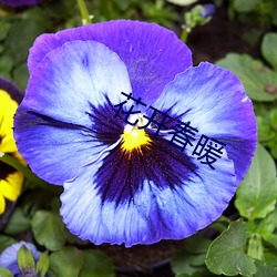 花开春暖