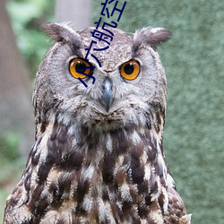 小穴航空 （地邻）
