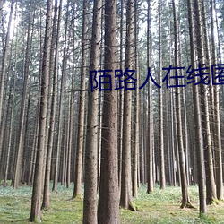 陌路人在线匿名聊天 （慌不择路