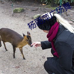楊麗萍廣場舞