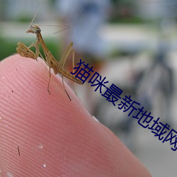 猫咪最新地域网名2021