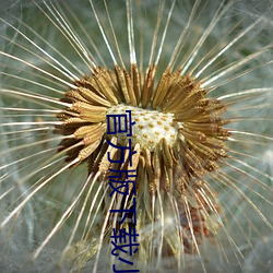 官方版下载(載)小蓝