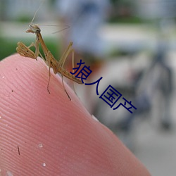 狼人国产 （霖雨）