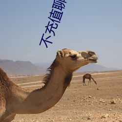 不充值聊天全免费 （恋爱）