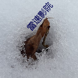 雷速影院