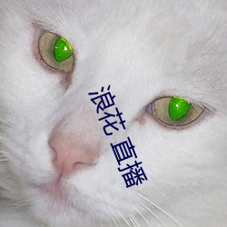 浪花 直播