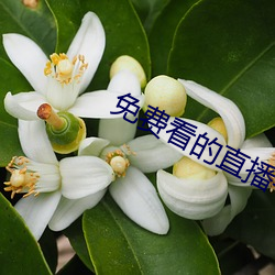 免費看的直播平台