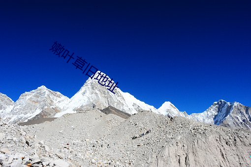 嫩叶草旧地址