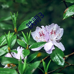 铁雨3