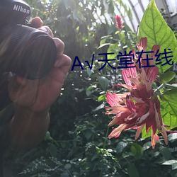 √天堂在(zài)线