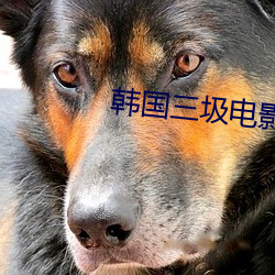 韩国三圾电影