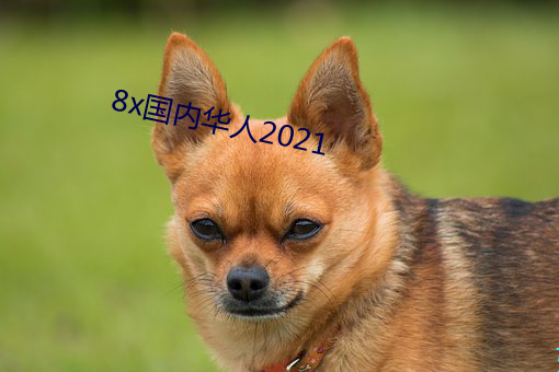 8x国内华(華)人2021