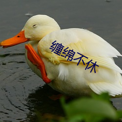 缠绵(綿)不休