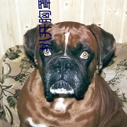 扒开胸(xiōng)罩揉她乳尖(jiān)视频(pín)