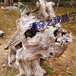 清穿之我是甯妃
